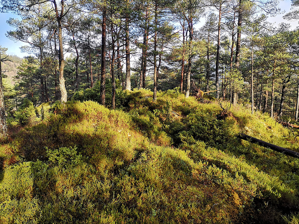 Moldaåsen