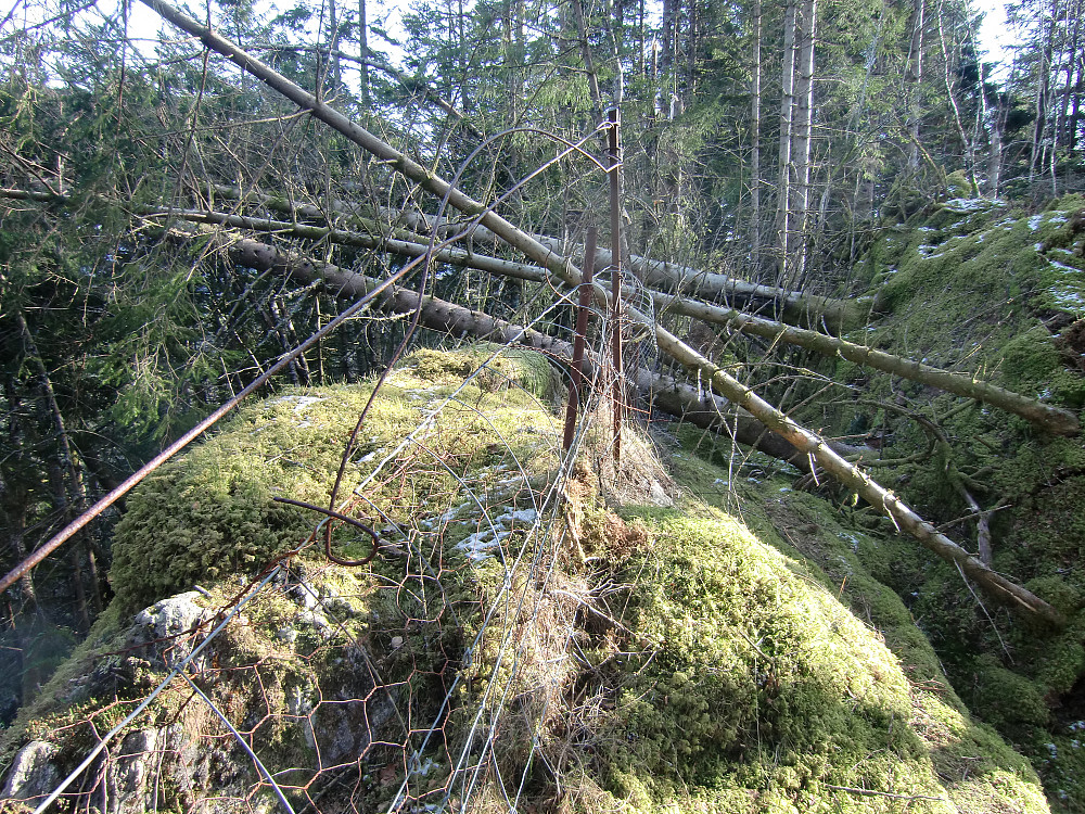 Toppunktet på Baståsen  med skogen bak der jeg måtte fjerne grener for å komme meg gjennom.