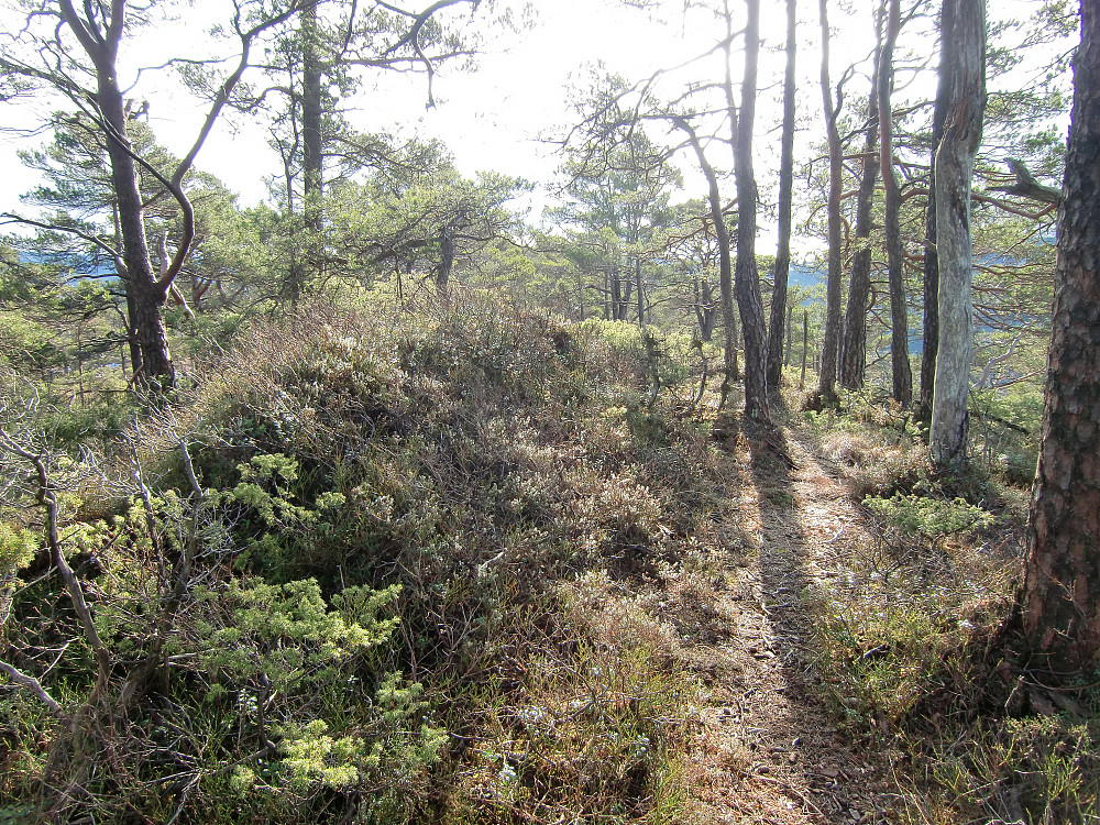 Toppunktet på Sporfjellet har ingen markering og heller ingen utsikt. 