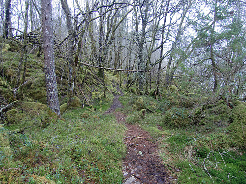 God sti men en del gammel skog som lå på kryss og tvers. 