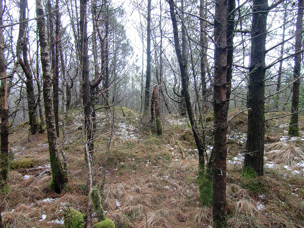 Birkelandsfjellet, en skogkolle