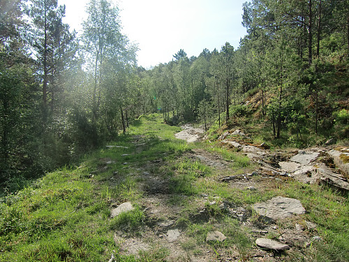 Skogsveien fra Breimyra