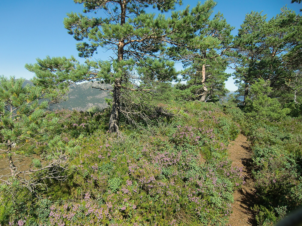 toppen på Middagshaugen