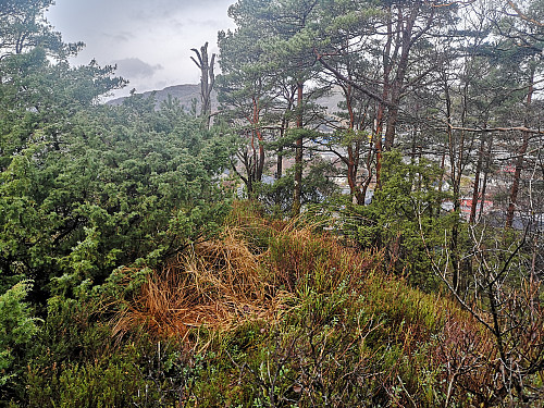 Storåsen i Åsane