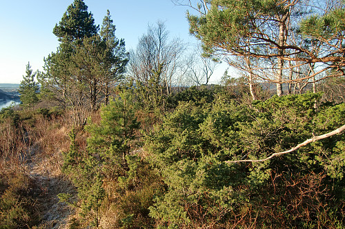 Toppen på Limesbrotet