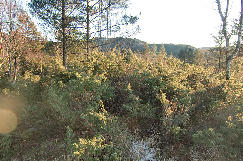PB toppen på Kattuglefjellet, er ikke høyeste punktet.