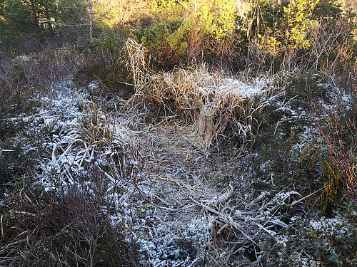 Høyeste punktet på Kattuglefjellet.