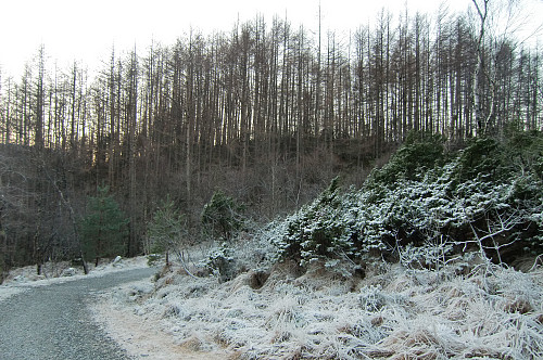 Preståsen