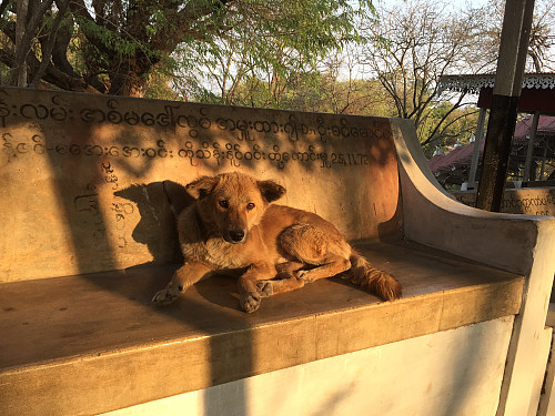 En hund slapper av i solen på en benk