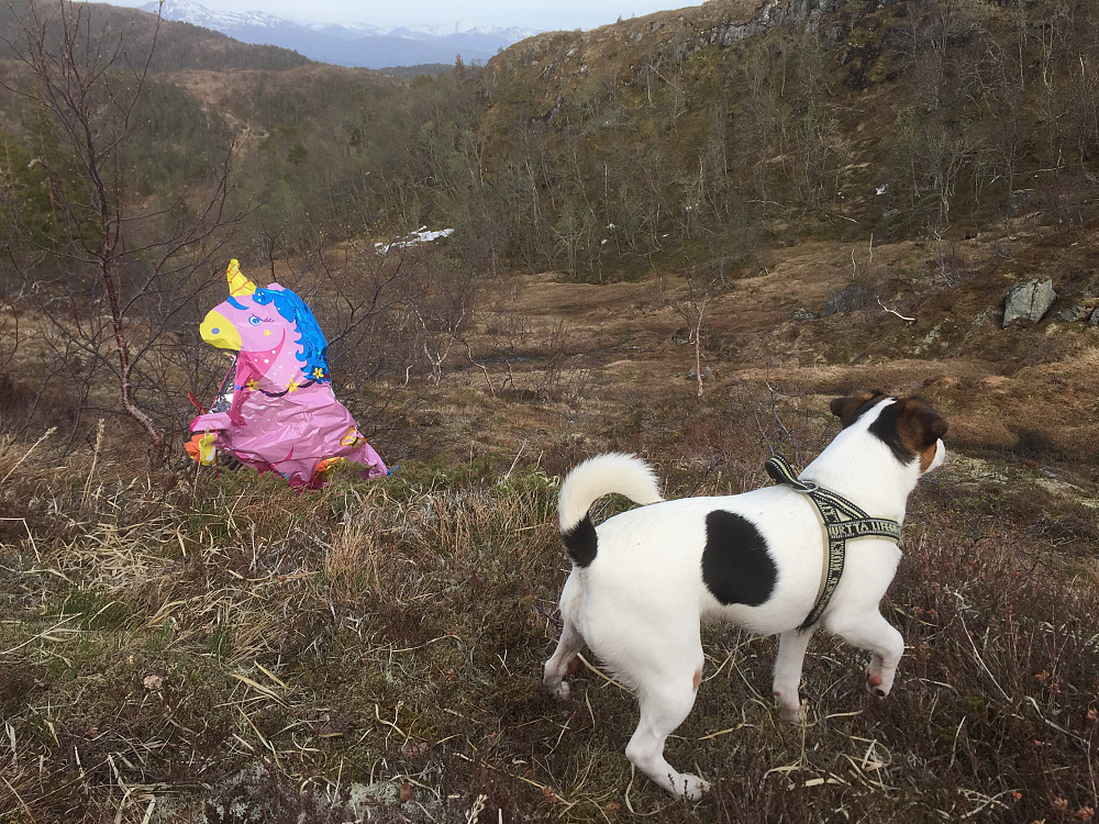 Flere som trengte en tur til fjells etter dagens feiring