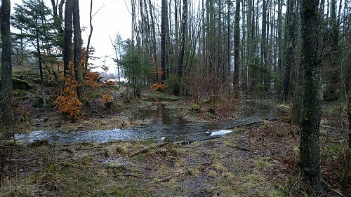 mye vann i skogen i dag