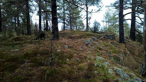 Toppen av Steingardåsen