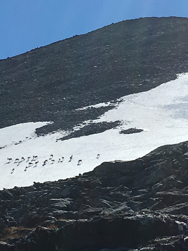 18 reinsdyr, simler og ungdyr, holdt seg på breen i flere timer. Reinsbremsen er ikke nådig på denne tiden av året, så da hjelper det kanskje å stikke mulen ned i snøen. Astrid kom seg ca 150 meter nærmere enn dette, hvor vi andre lå og kika fra.
