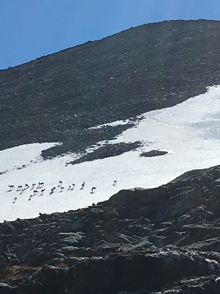 18 reinsdyr, simler og ungdyr, holdt seg på breen i flere timer. Reinsbremsen er ikke nådig på denne tiden av året, så da hjelper det kanskje å stikke mulen ned i snøen. Astrid kom seg ca 150 meter nærmere enn dette, hvor vi andre lå og kika fra.
