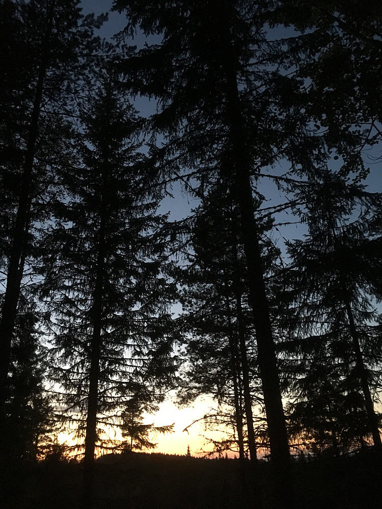 Solnedgang i Kongsvingers skoger.