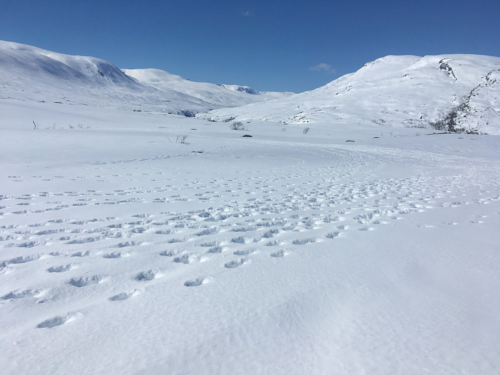 Spor etter simleflokk som har gått nedom Simletinden dagen før. Dette er Europas nordligste villreinstamme. Bra vi ikke gikk oss på dyra denne dagen. Viktig å ikke stresse dem før kalvinga som snart starter.