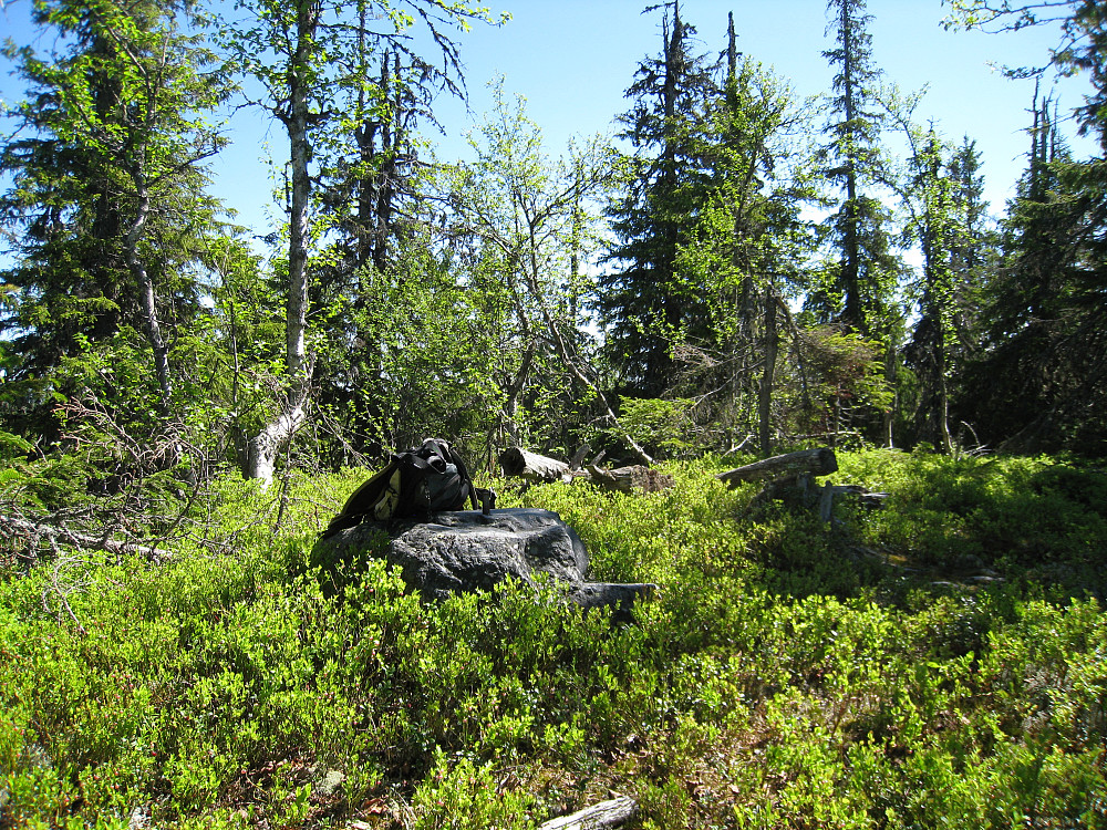 Kattuglehøgdi