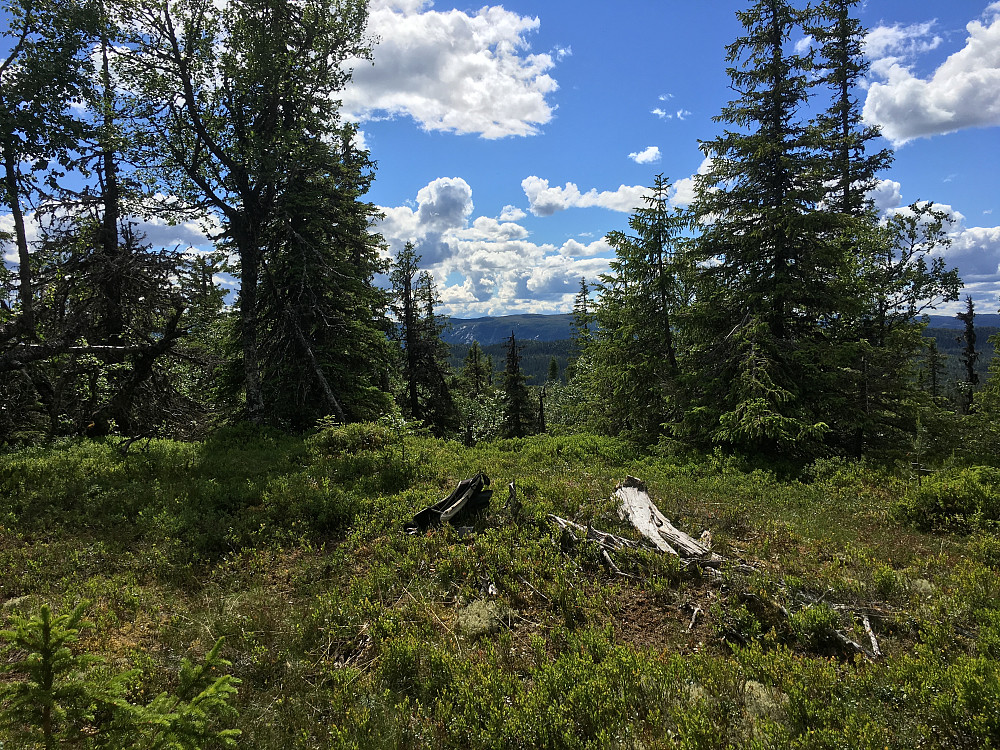 Fra Skurveknatten mot Jevnlifjellet