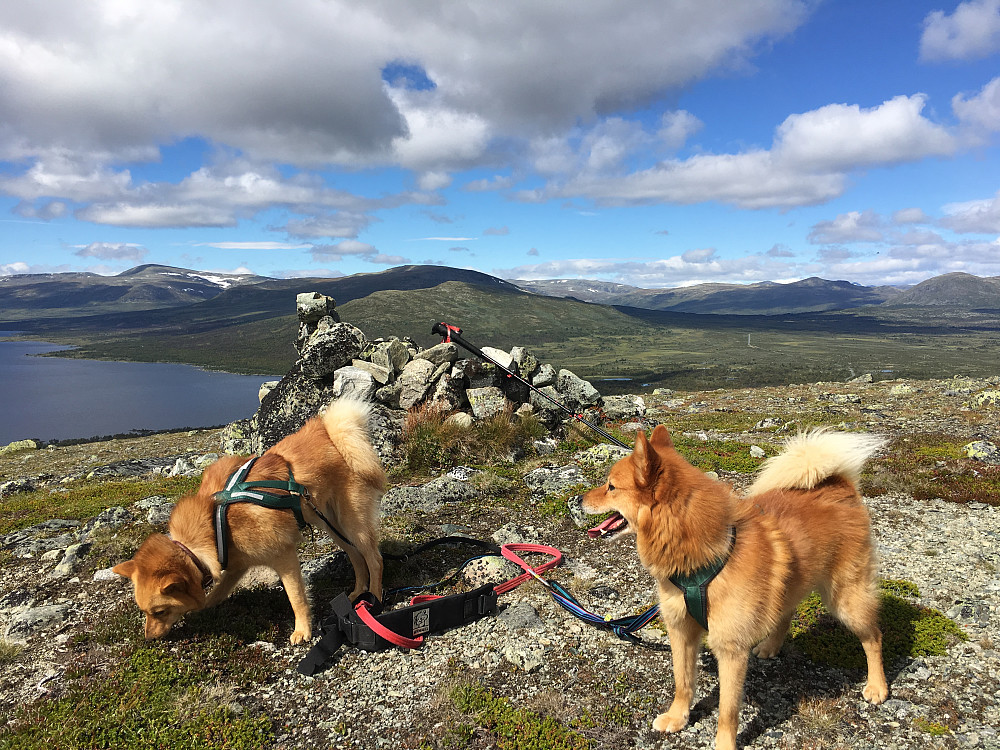 Fra Hundfethøa mot Buhø(i sol) og Austhøi(svarte ryggen bak).