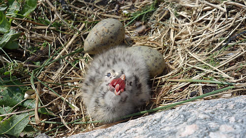 Mange måkeunger på Saltposen.