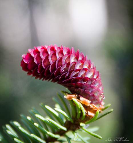 Grana blomstrer 