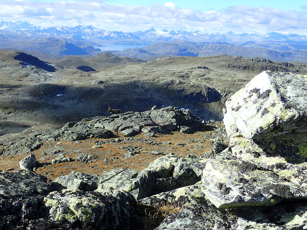 Fantastiks utsikt fra Tverrfjellet mot Tyin - her med Reinsdyr som gikk tett oppi oss hele tiden :-)