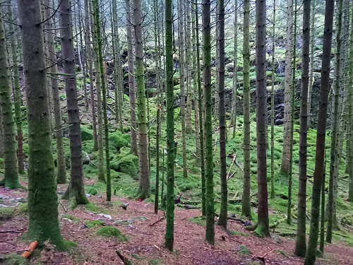 Kanadaskogen