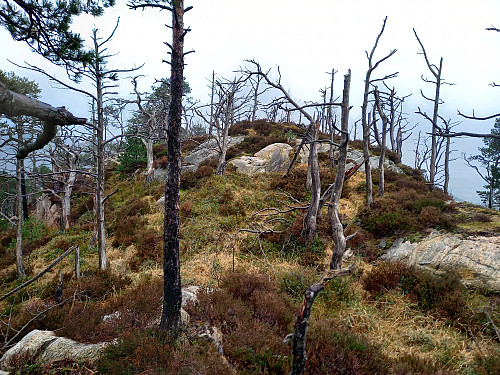 Tennebekksnipa