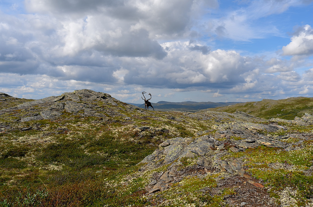 Forollhogna nasjonalpark