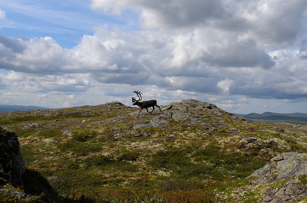 Storbukken