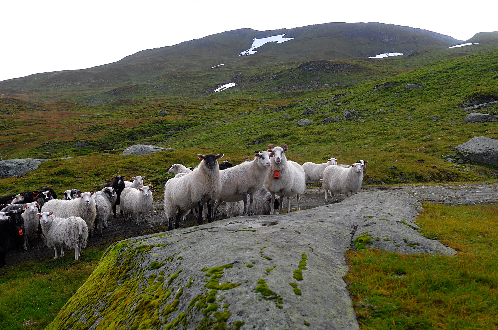 Larsfonnfjellets venner