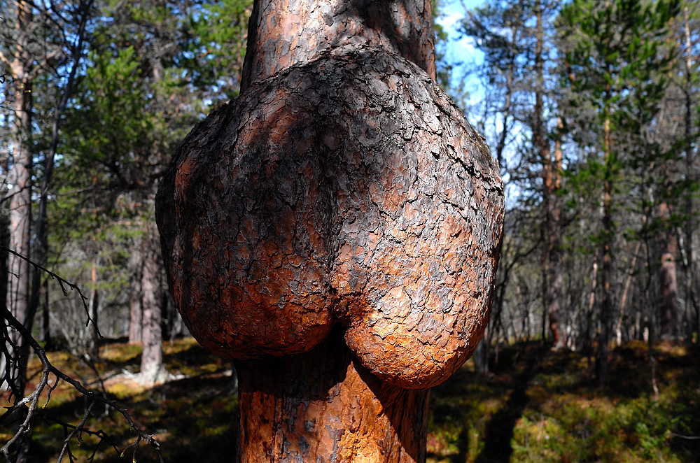 Kraftige "rumpeballer"