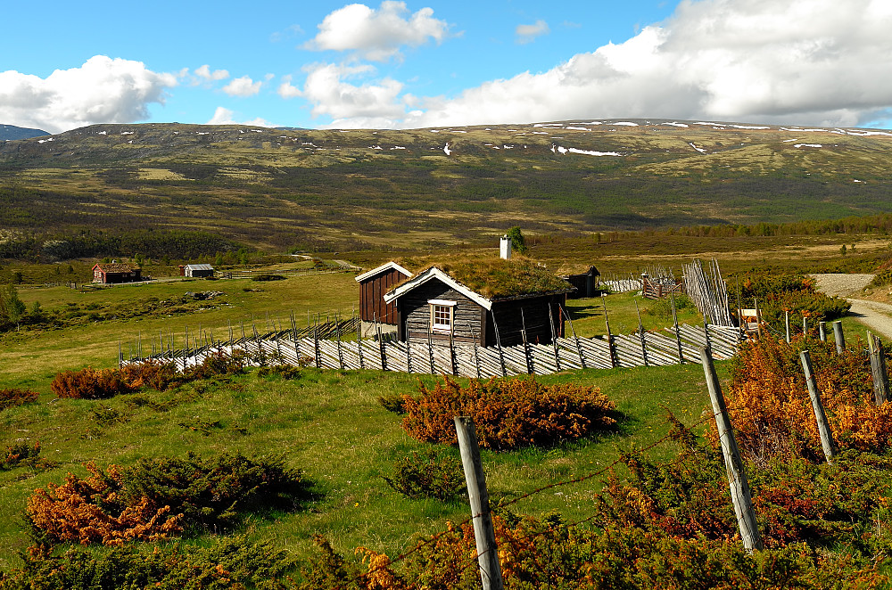 Mesætre med Gravhøe lengst bak