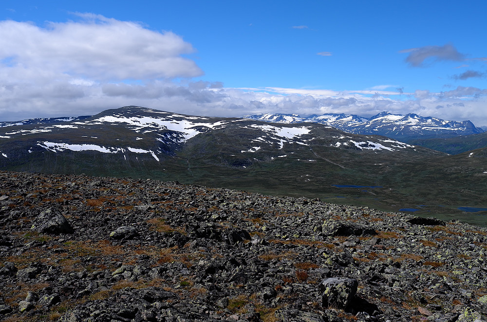 Gråhøe