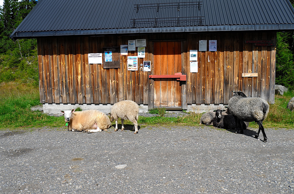 Utgangspunkt Lillehammervegen mellom Vingrom og Dokka