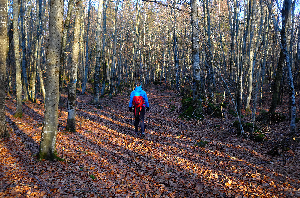 Her var plenty med snø november 2016. 1/1-2017 vårstemning i løvskogen