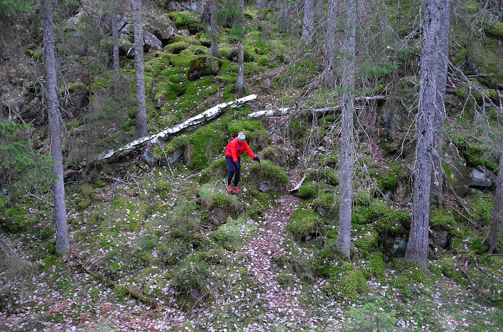 Skogsterreng