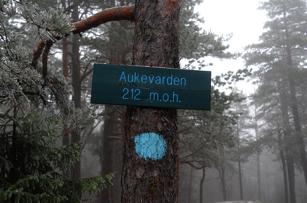 Ingen utsikt fra skogstoppen