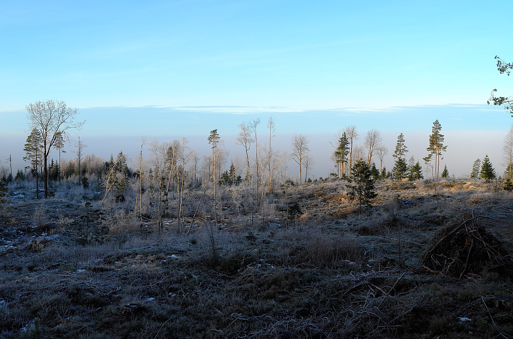 Morgenstemning