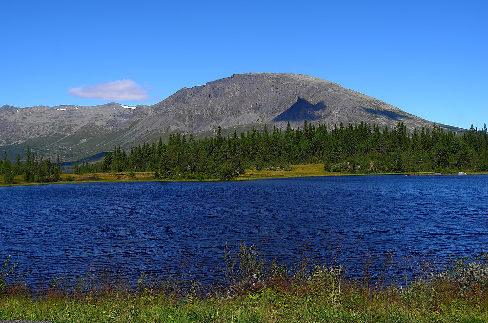 Skogshorn