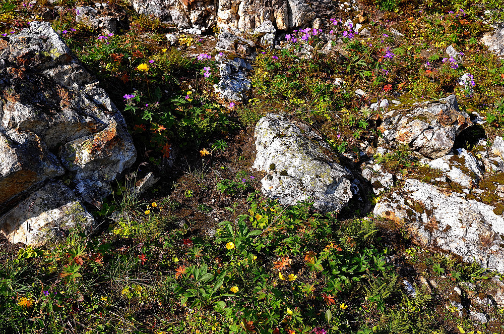 Blomstene nekter å forlate sommervarmen