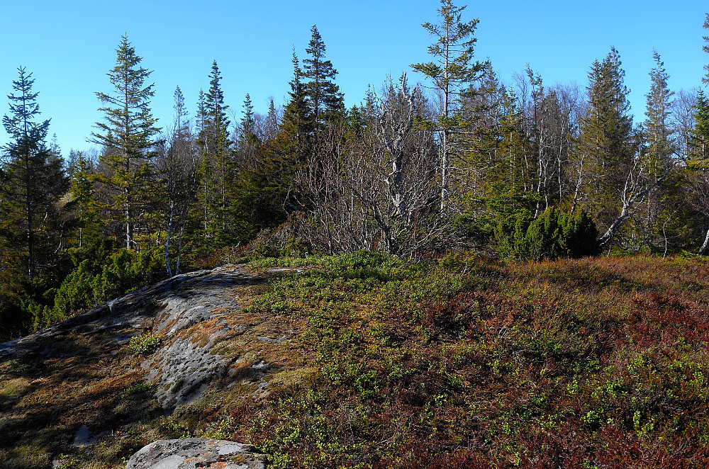 Skavlihaugen