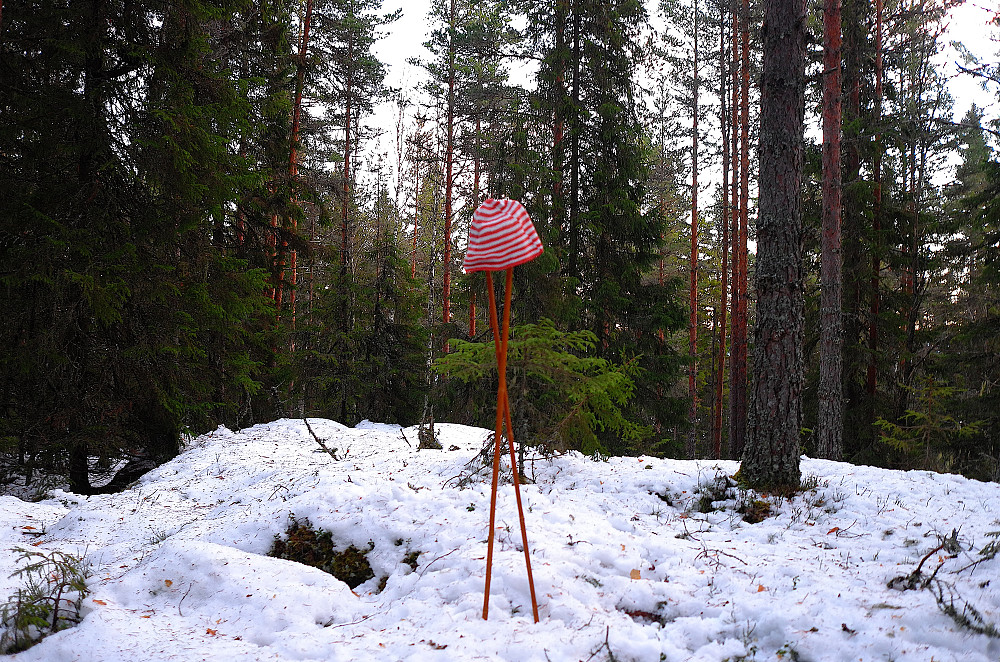 Tett skog på Mellomberget