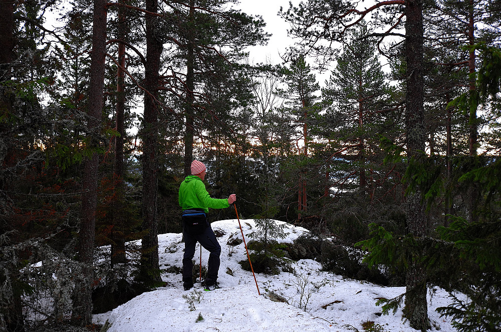 Ingen utsikt fra skogstoppen