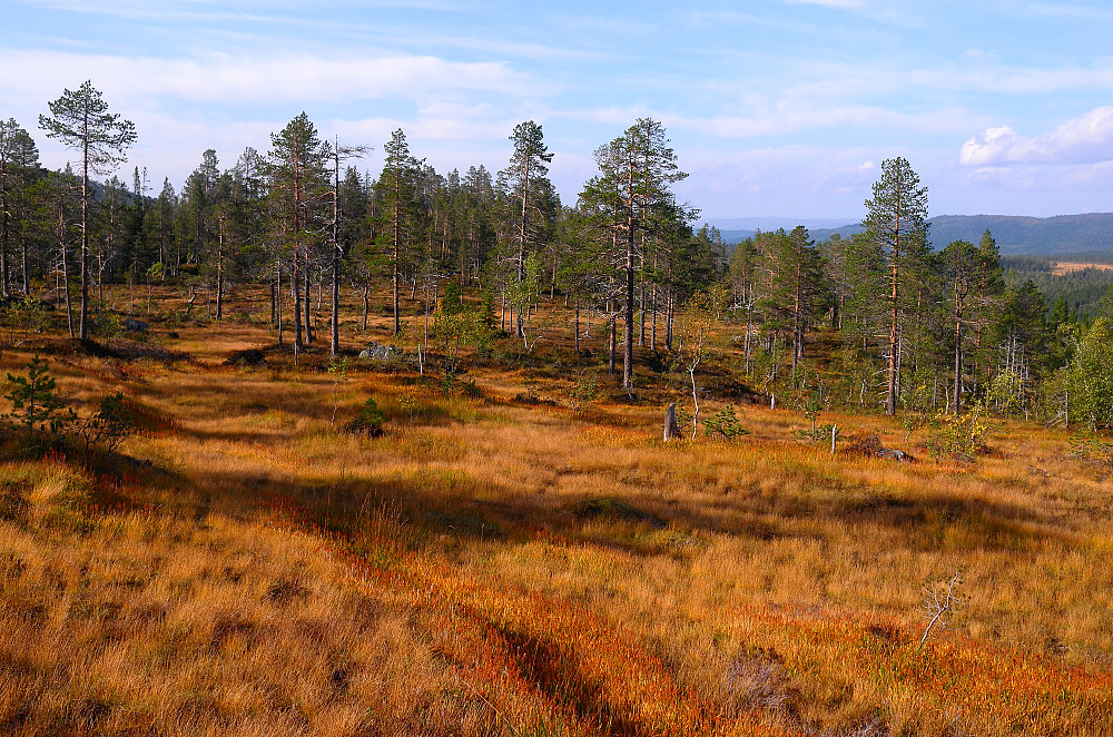 Høst i Trøndelag
