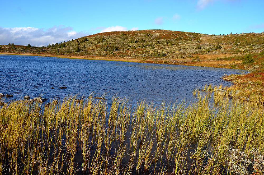 Heimtjørni