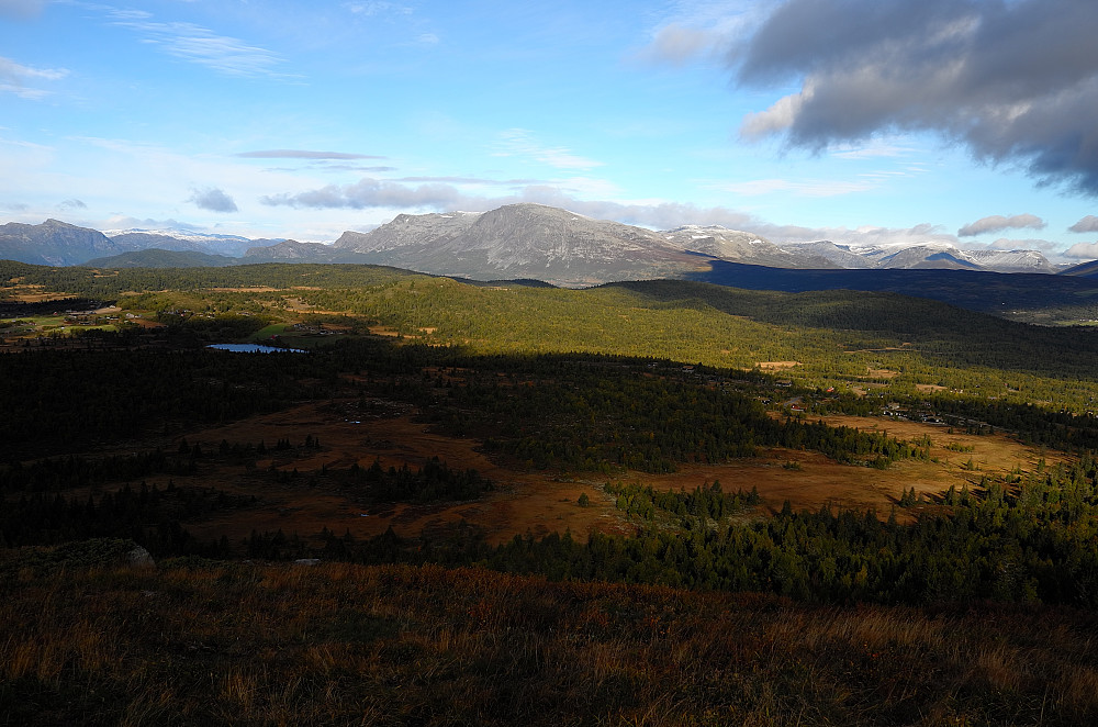 Skogshorn