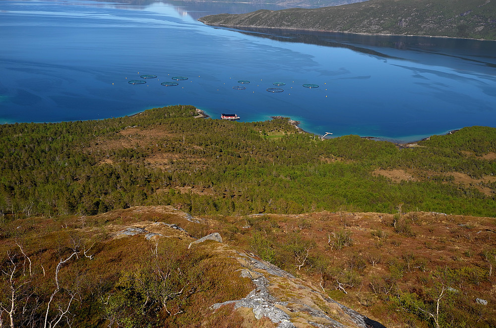 Vinkfjorden