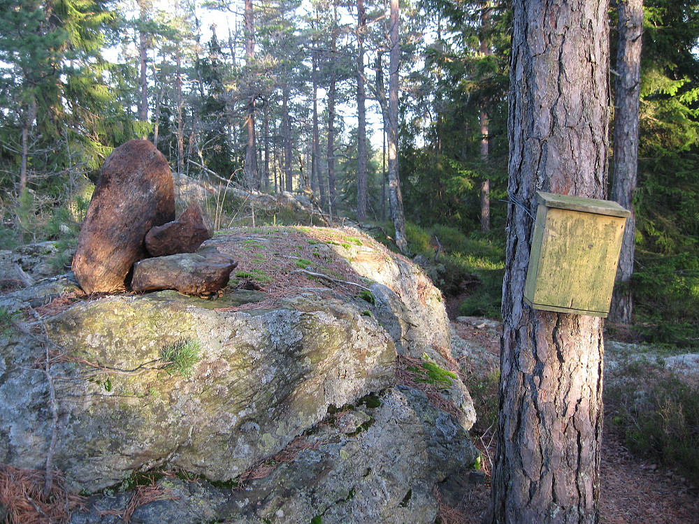Viktjernhøgda