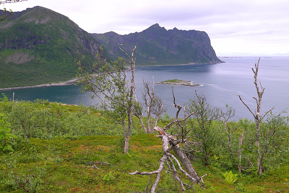 Kollen på Torskøya